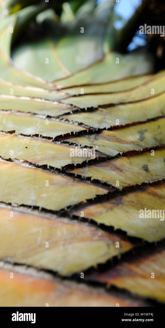 Impianto di Hawaiian dettagli utilizzando una profondità di campo ridotta. Foto Stock