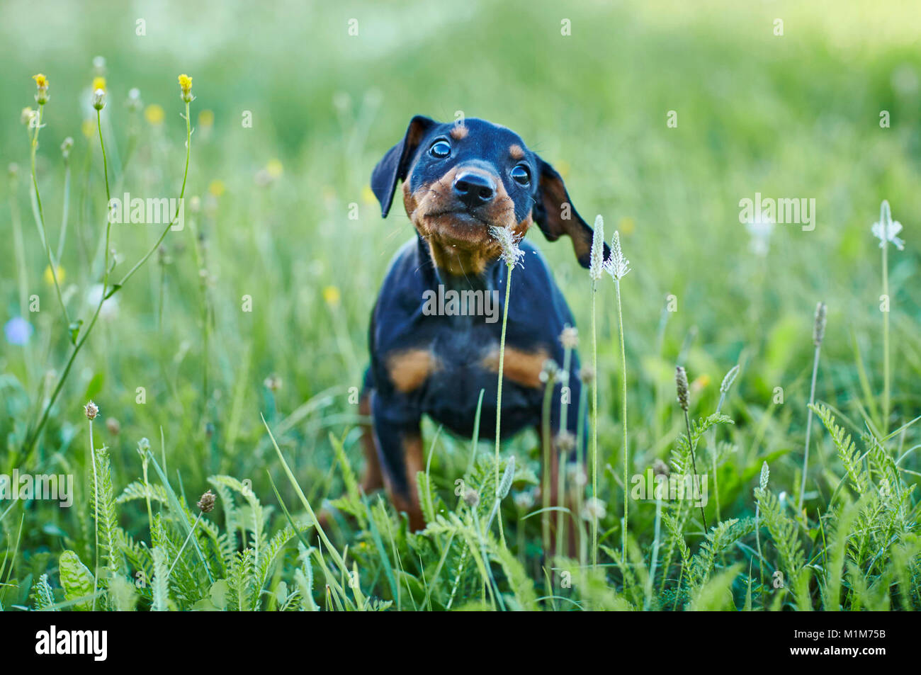 Pinscher Tedesco. Puppy in piedi in un prato, masticare il plantano fiori. Germania.. Foto Stock