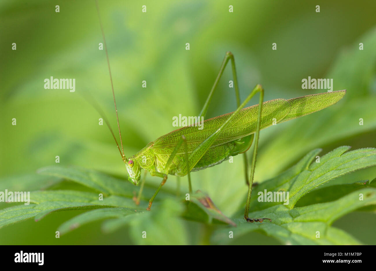 Grande Bushcricket verde (Tettigonia viridissima) su foglie verdi. Germania Foto Stock