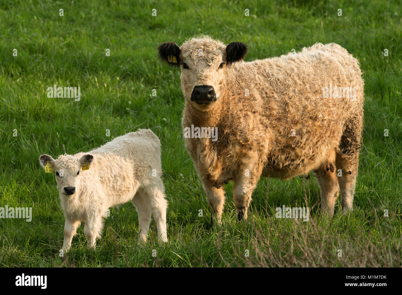 White Galloway. Mucca e vitello su un pascolo. Germania Foto Stock