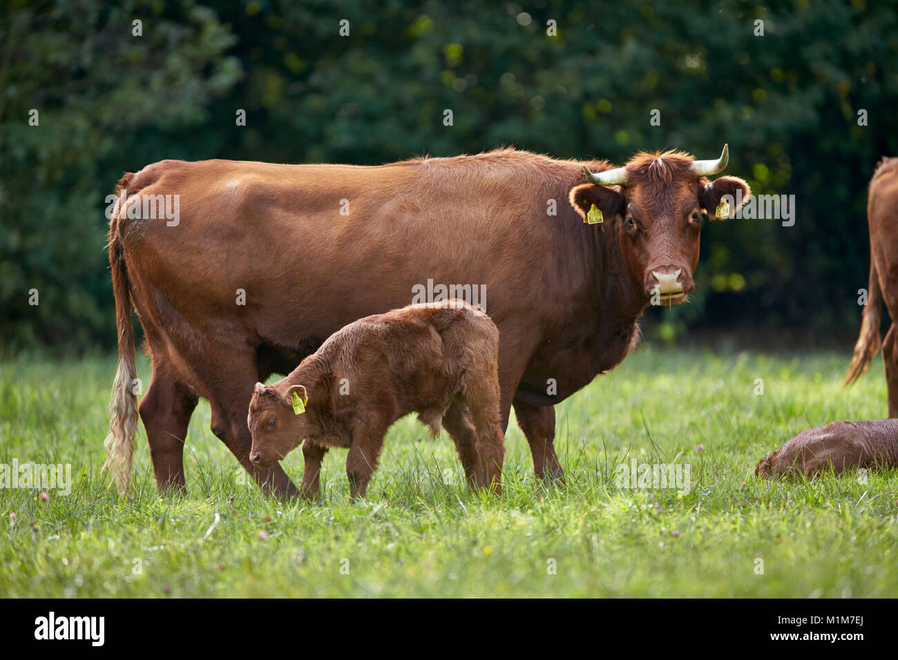 Glan il bestiame. Mucca e vitello su un pascolo. Germania Foto Stock