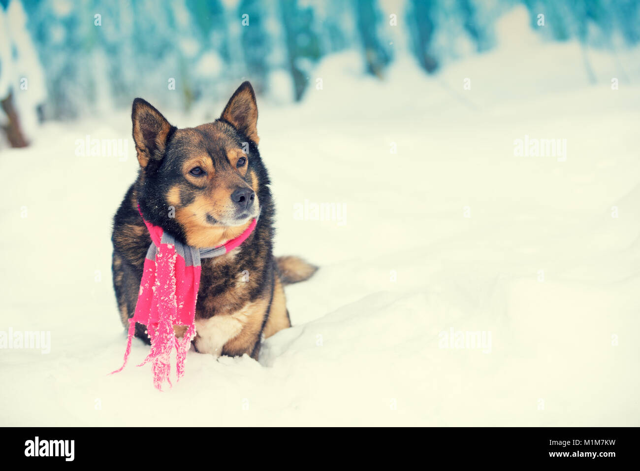 Ritratto di un cane con sciarpa lavorata a maglia legata intorno al collo a piedi nella bufera di neve nella foresta Foto Stock
