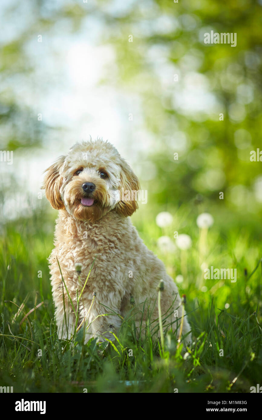 Labradoodle in miniatura. Adulto in piedi in erba. Germania Foto Stock