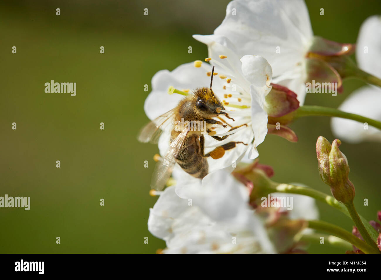 Il miele europeo Bee, Western miele delle api (Apis mellifera, Apis mellifica). Lavoratore a un fiore di ciliegio. Germania Foto Stock
