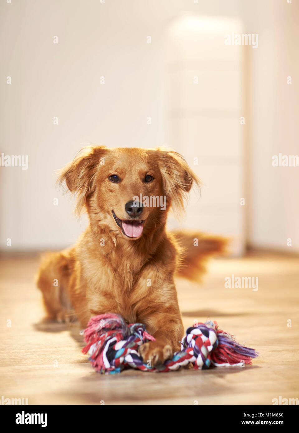 Mixed-razza cane. Adulto giacente sul parquet, con zampa sulla corda multicolore. Studio Immagine. Germania Foto Stock