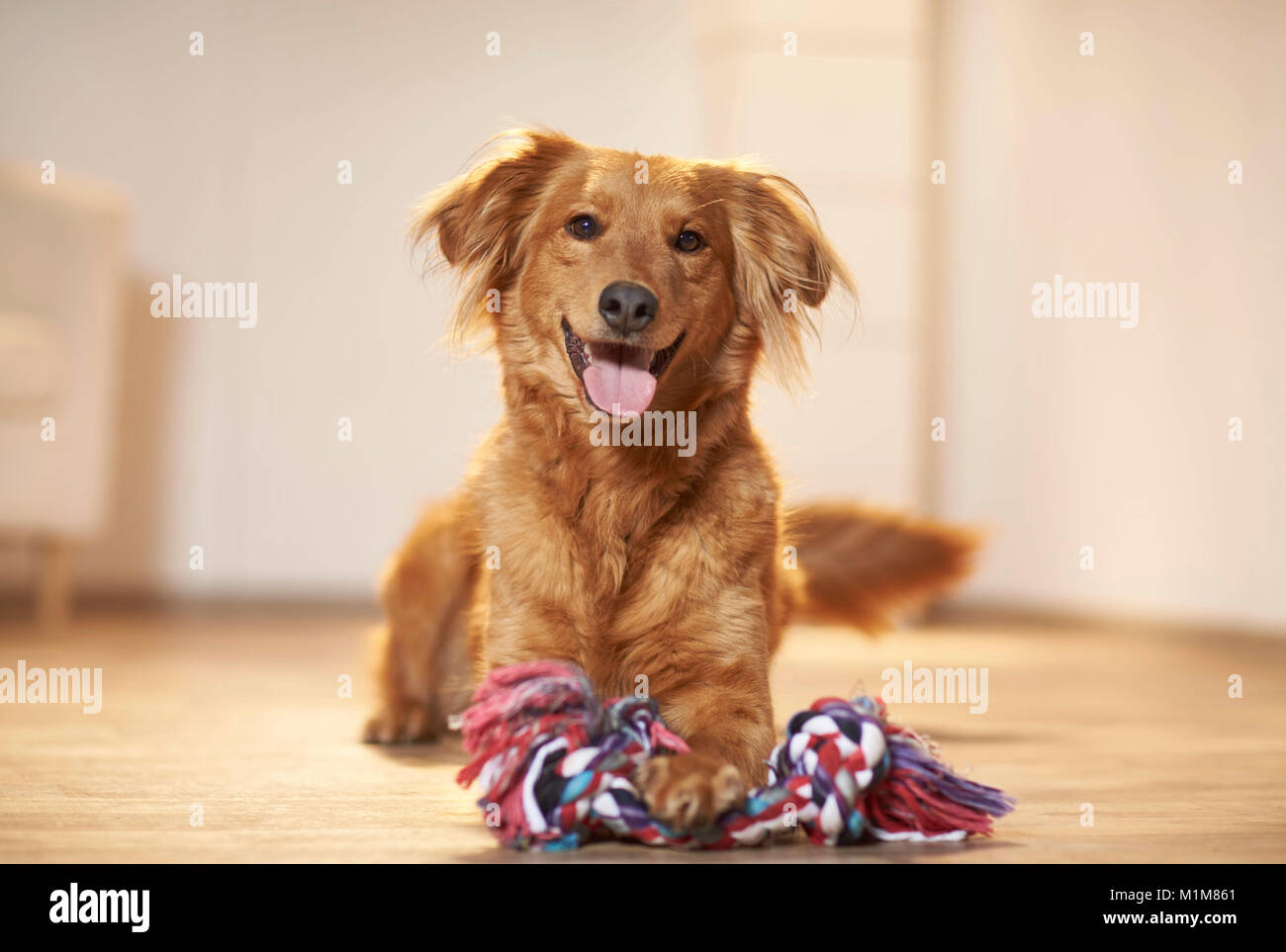 Mixed-razza cane. Adulto giacente sul parquet, con zampa sulla corda multicolore. Studio Immagine. Germania Foto Stock