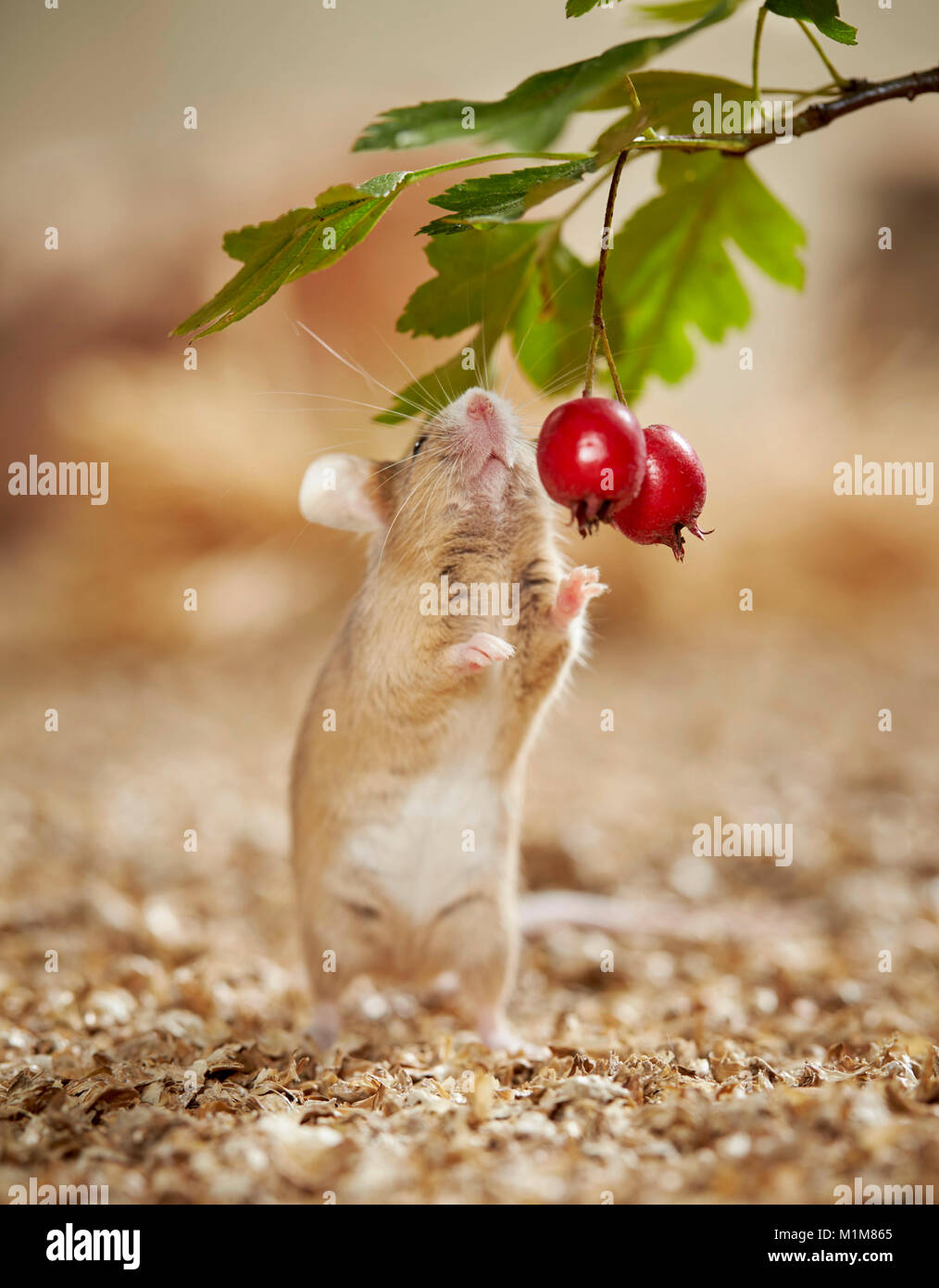 Mouse fantasia mangiare frutta biancospino. Germania Foto Stock