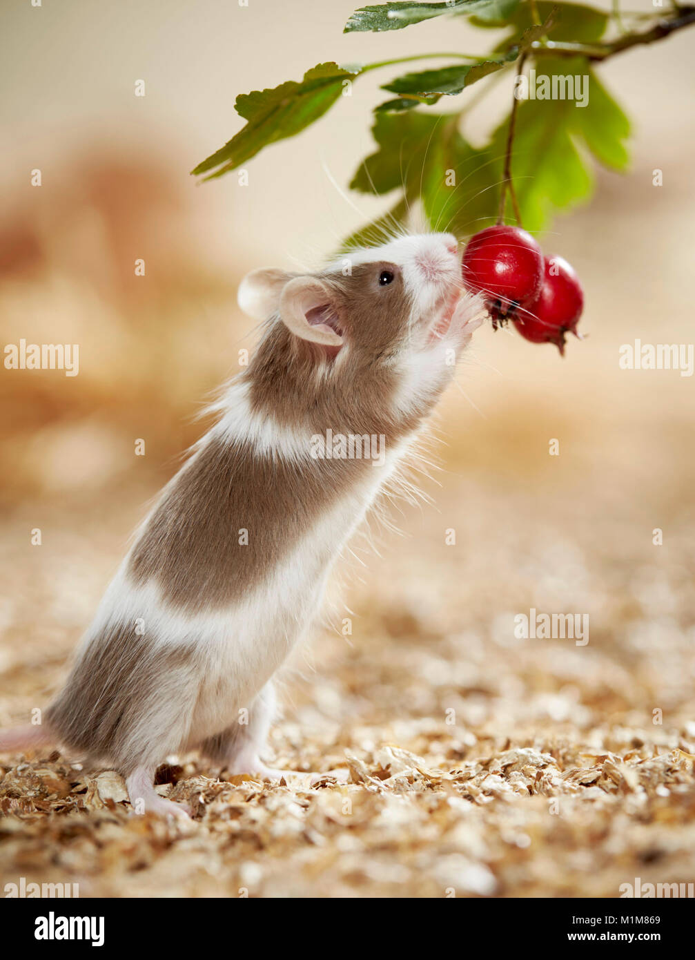 Mouse fantasia mangiare frutta biancospino. Germania Foto Stock