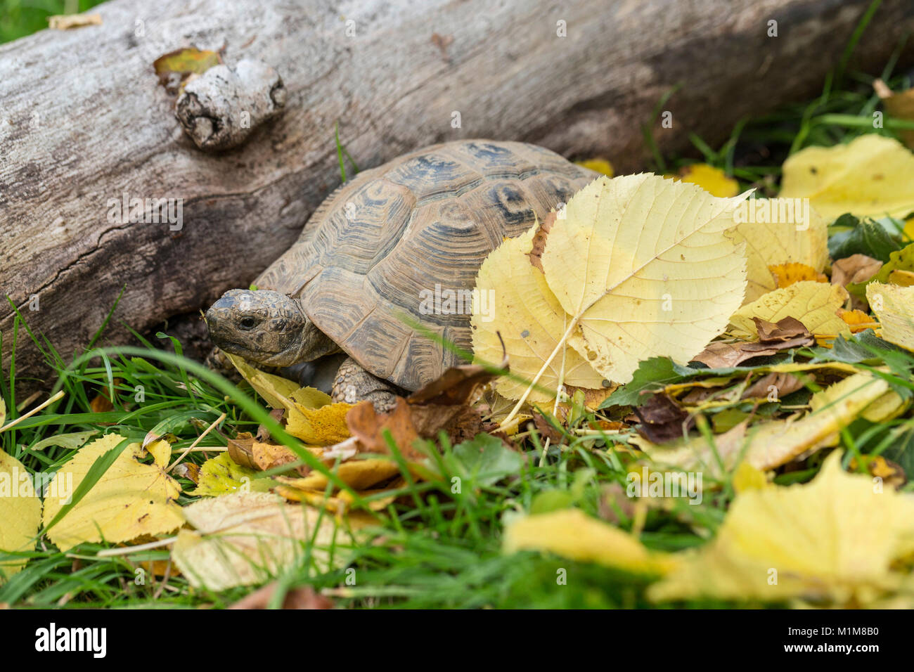 Sperone mediterraneo-thighed tartaruga, tartaruga greca (Testudo graeca). Adulti in figliata di foglia. Germania Foto Stock