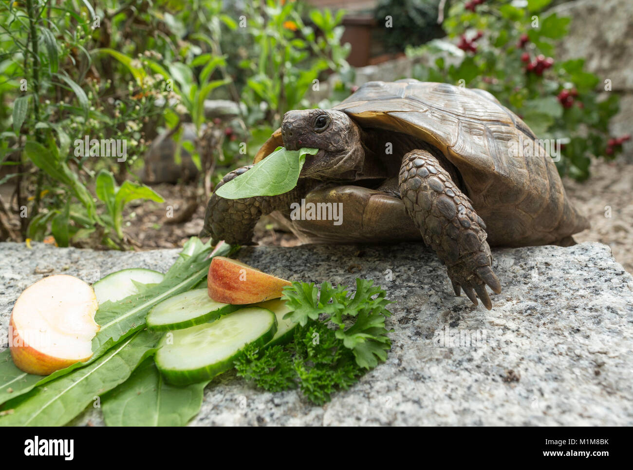 Sperone mediterraneo-thighed tartaruga, tartaruga greca (Testudo graeca). Adulto di mangiare frutta e verdura in Germania Foto Stock