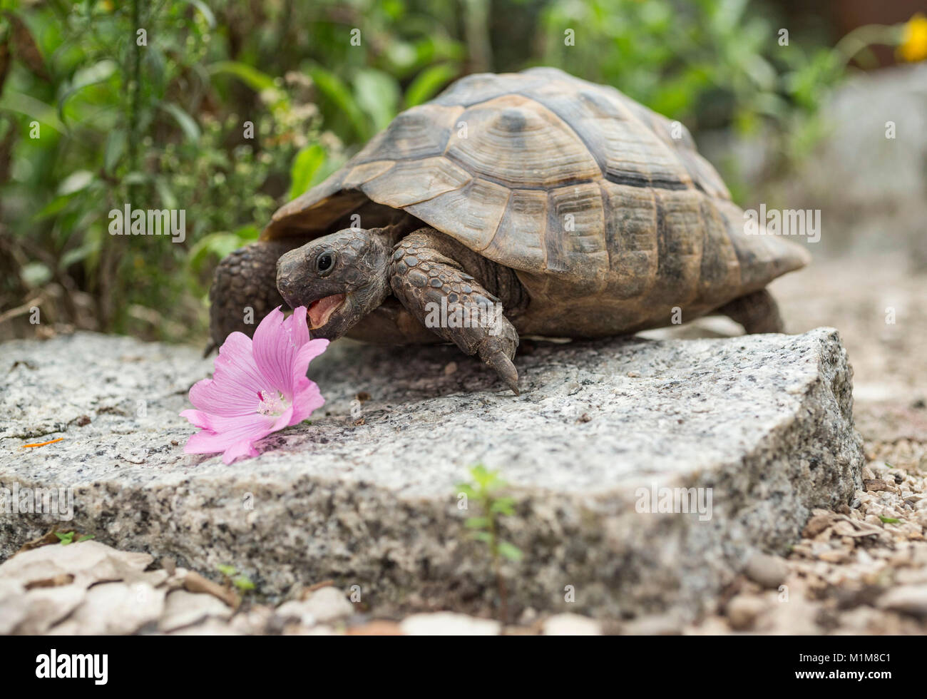 Sperone mediterraneo-thighed tartaruga, tartaruga greca (Testudo graeca). Adulto di mangiare rosa fiori malva. Germania Foto Stock