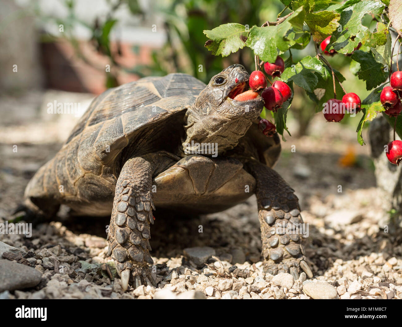 Sperone mediterraneo-thighed tartaruga, tartaruga greca (Testudo graeca). Adulto di mangiare frutta biancospino. Germania Foto Stock