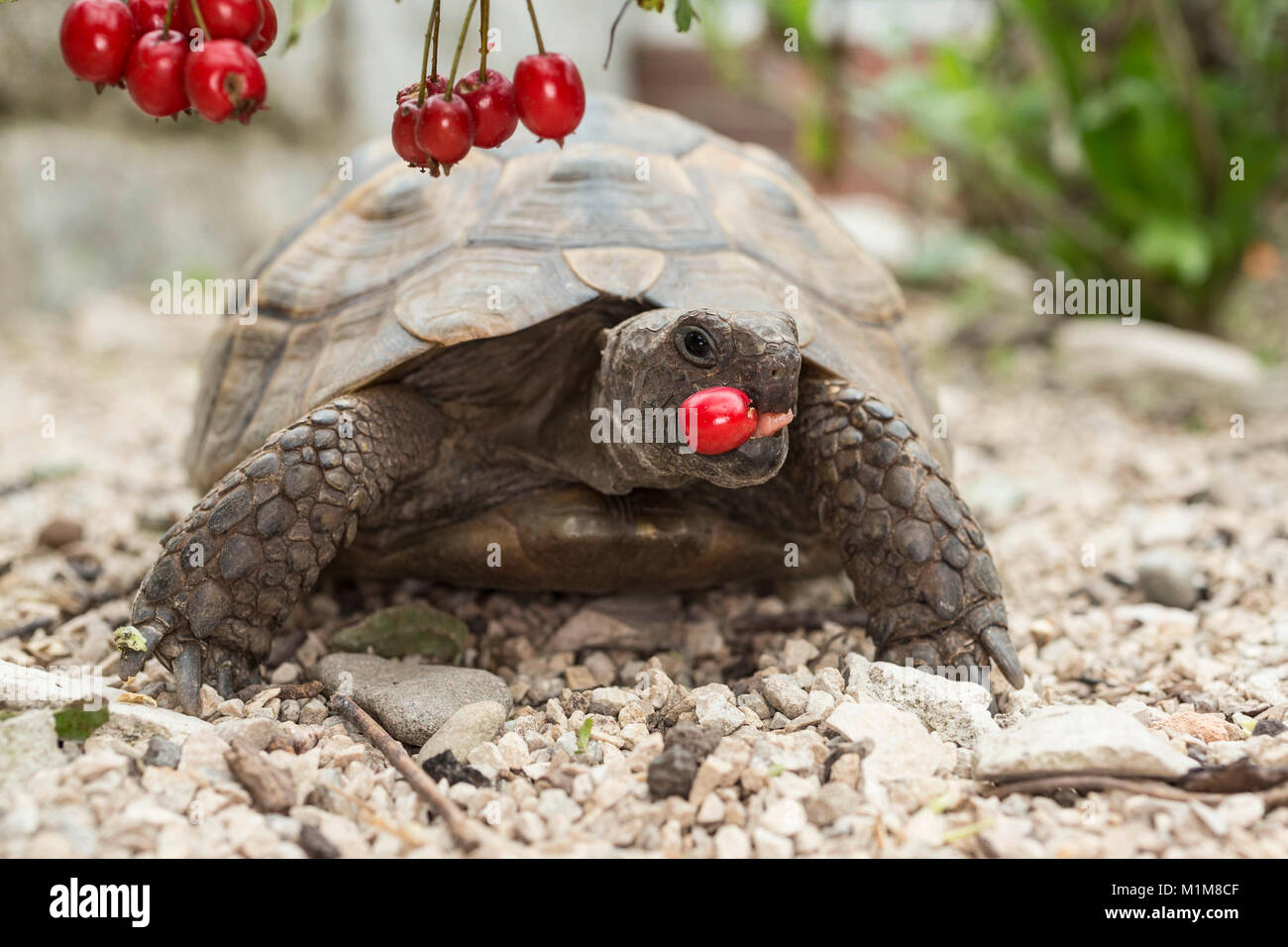 Sperone mediterraneo-thighed tartaruga, tartaruga greca (Testudo graeca). Adulto di mangiare frutta biancospino. Germania Foto Stock