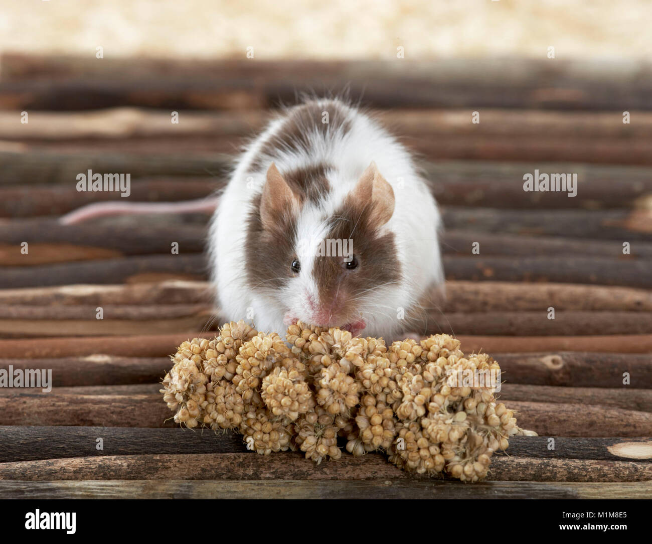 Mouse fantasia mangiare miglio. Germania Foto Stock