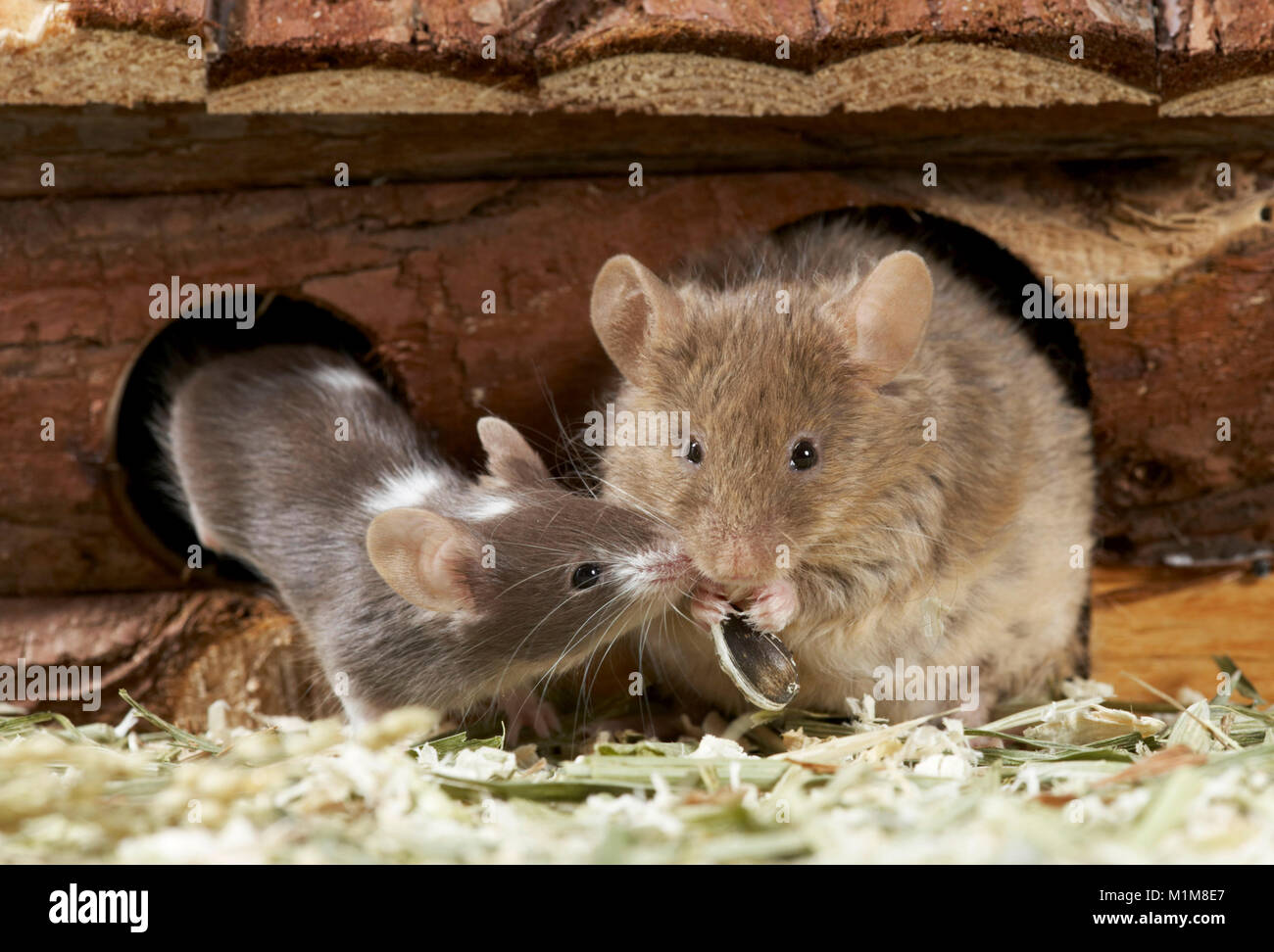 Fancy Mouse. La madre e il giovane sulla parte anteriore della loro casa. Germania Foto Stock