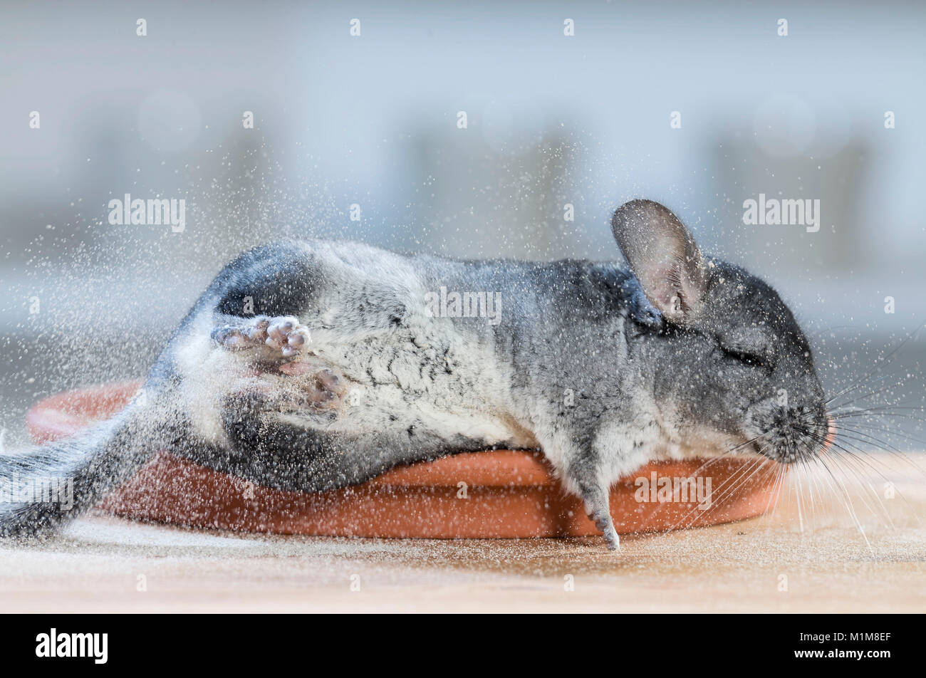 Chinchilla (Chinchilla chinchilla) godendo un bagno di polvere in un piatto da portata. Germania Foto Stock
