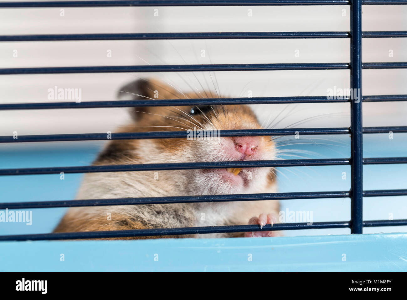 Il Pet criceto dorato rosicchia sulle sbarre della sua gabbia. Germania Foto Stock