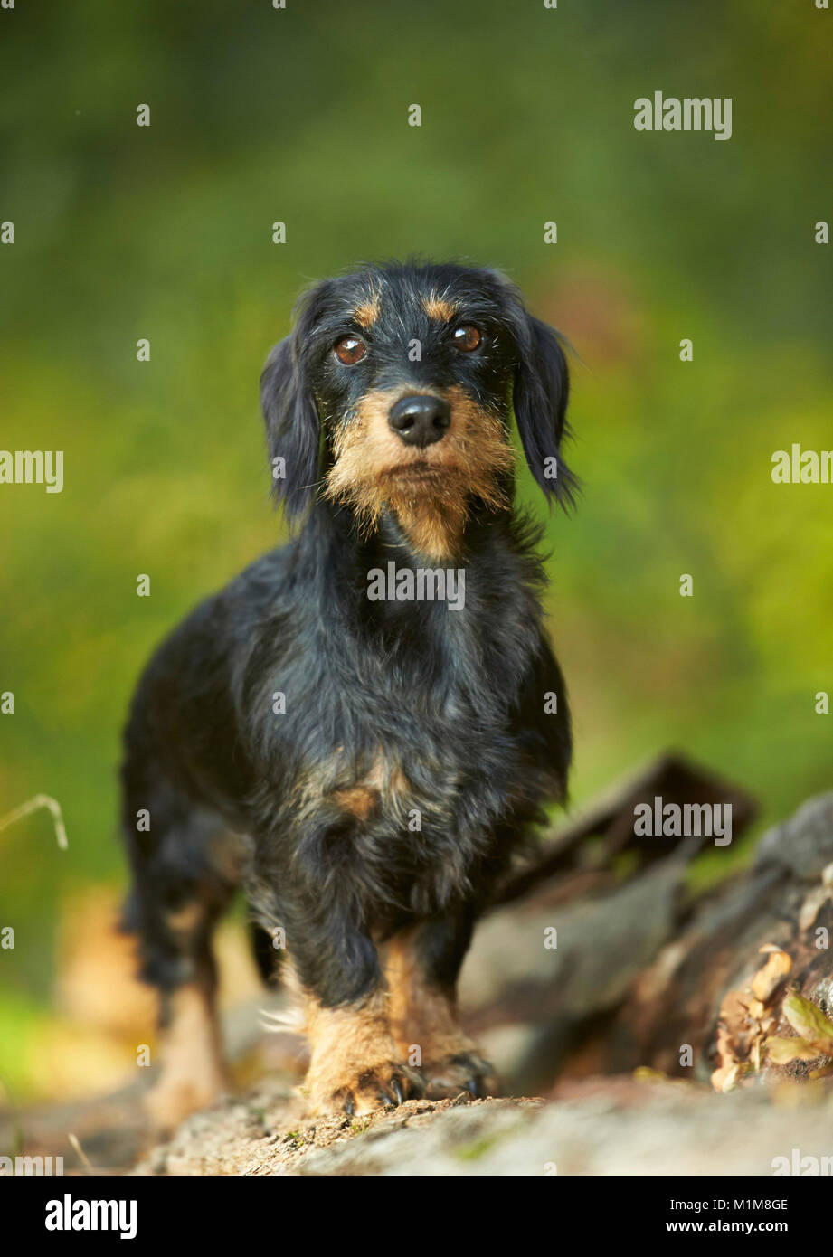 Wire-haired bassotto. Cane adulto in piedi su un log. Germania Foto Stock