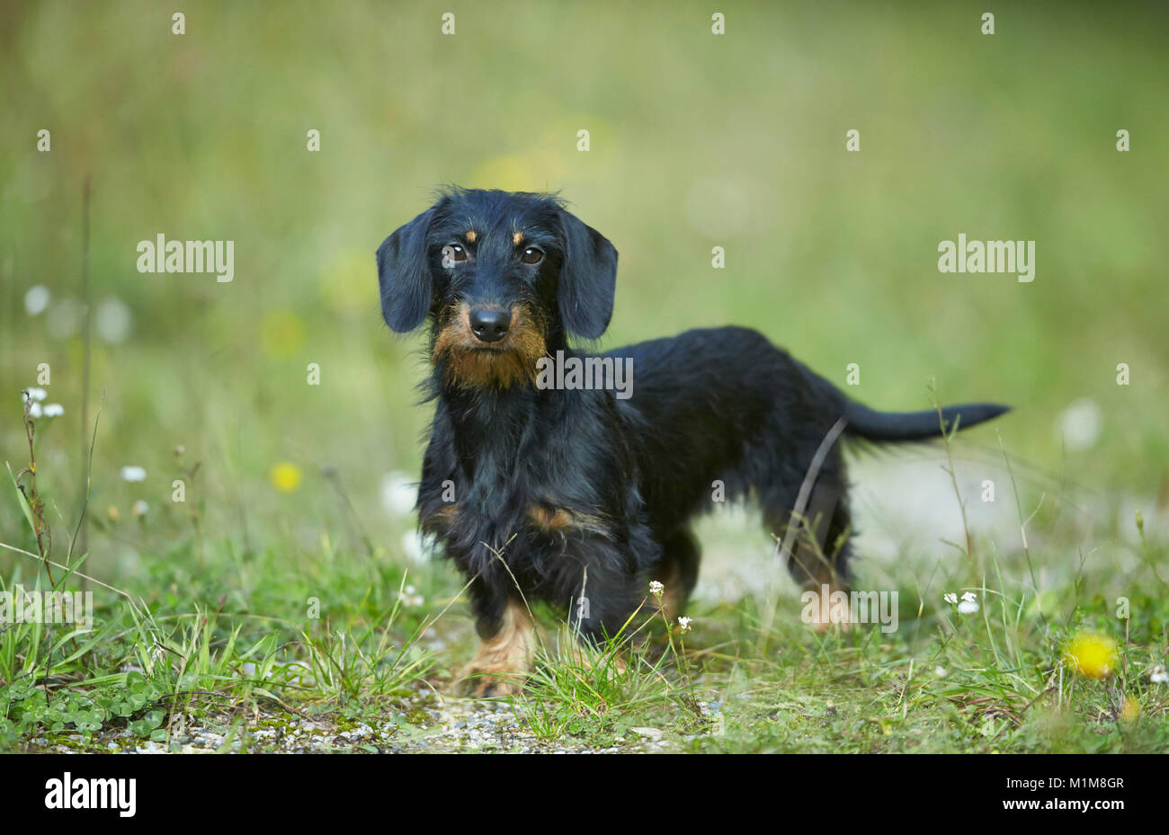 Wire-haired bassotto. Cane adulto in piedi su un prato. Germania Foto Stock