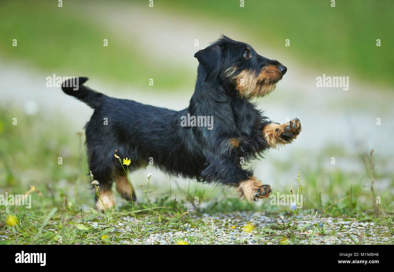 Wire-haired bassotto. Cane adulto in esecuzione su un prato. Germania Foto Stock