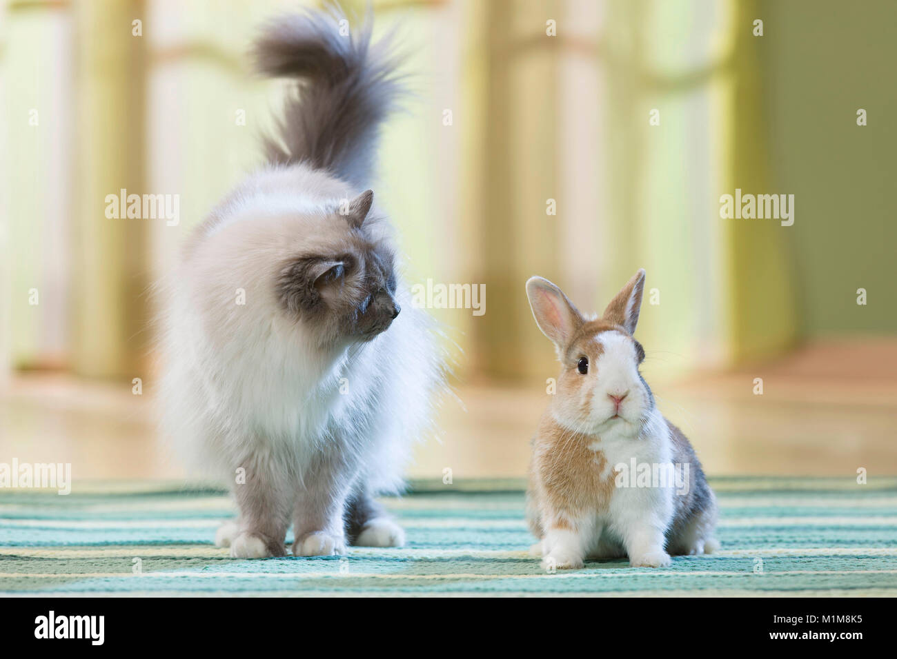 Sacred Birman e coniglio nano incontro su un tappeto. Germania Foto Stock