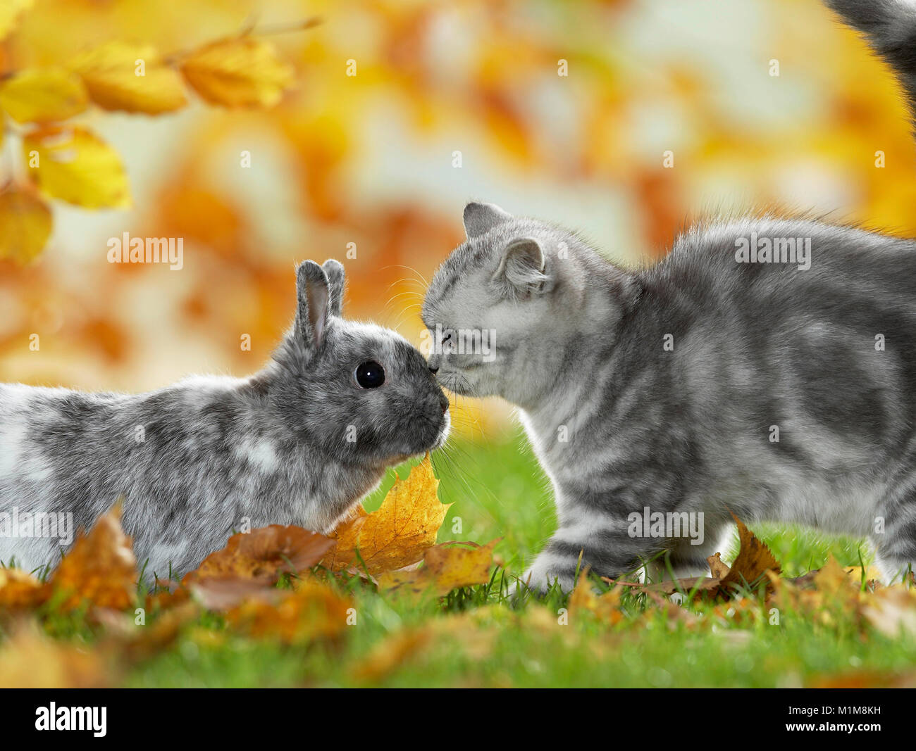 British Shorthair Gatto e coniglio nano. Tabby gattino e bunny riuniti in un giardino in autunno, Germania Foto Stock
