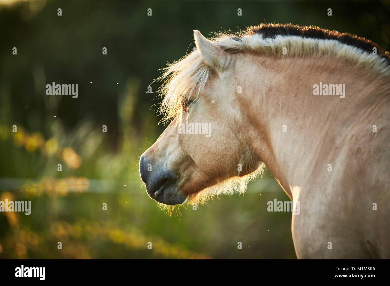 Fiordo norvegese cavallo. Ritratto di dun adulto. Germania Foto Stock