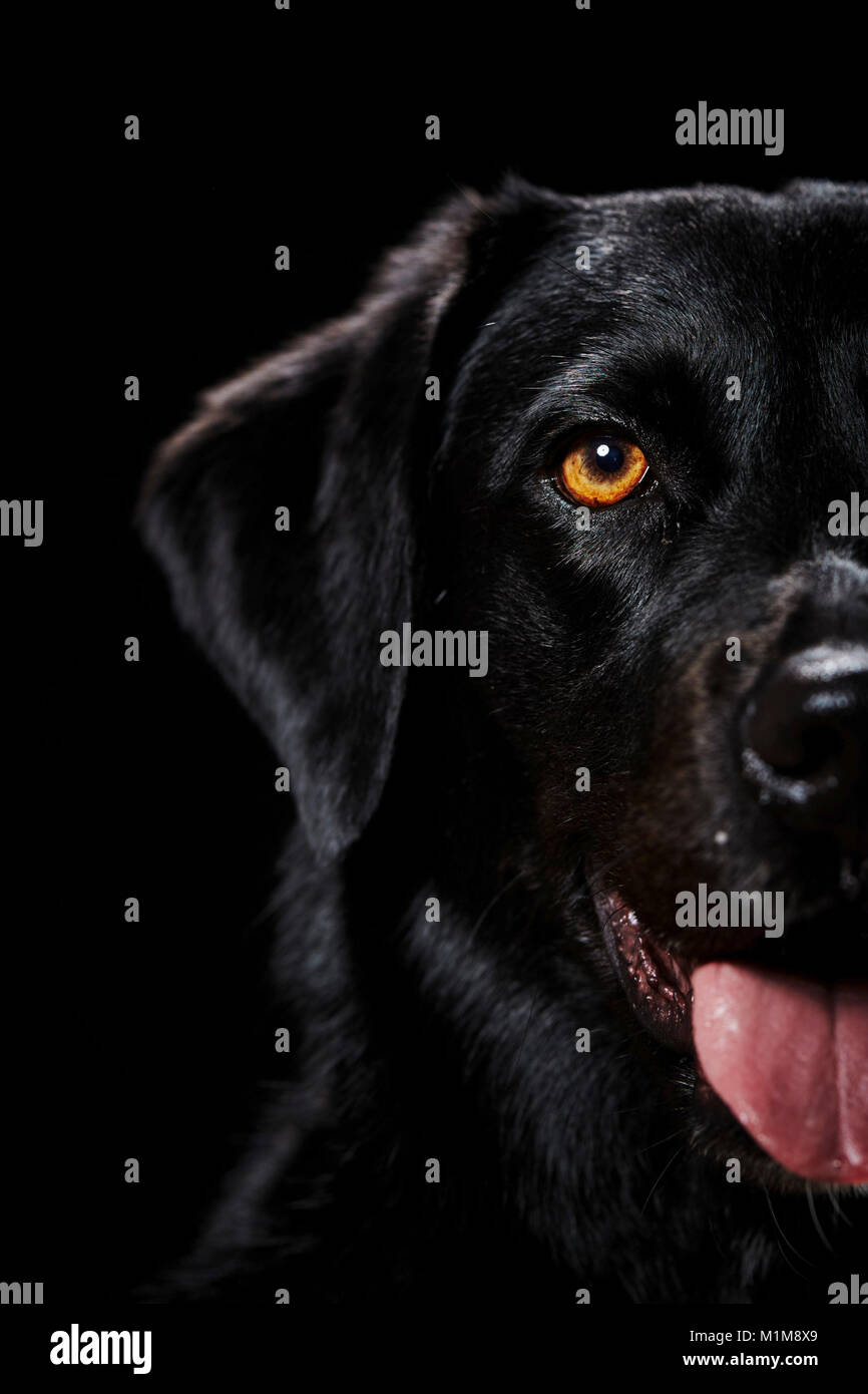 Mixed-razza cane. Ritratto di adulto nero visto contro uno sfondo nero. Germania Foto Stock