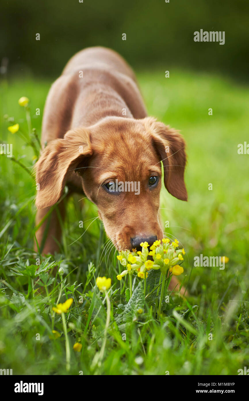 Golden Retriever. Cucciolo di sniffing sul Cowslip. Germania. Foto Stock