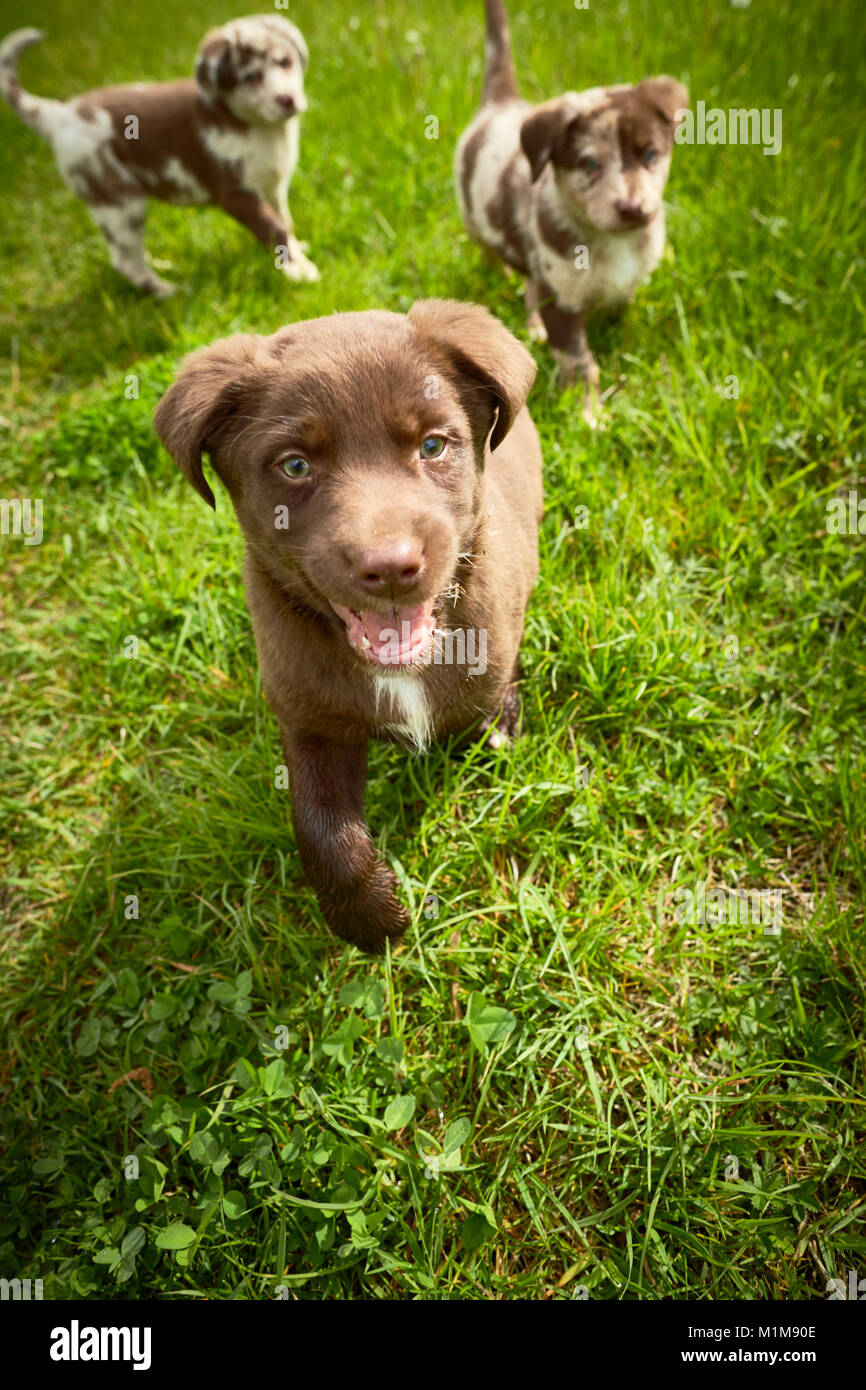 Mixed-razza cane. Tre cuccioli che corre verso la telecamera. Germania Foto Stock
