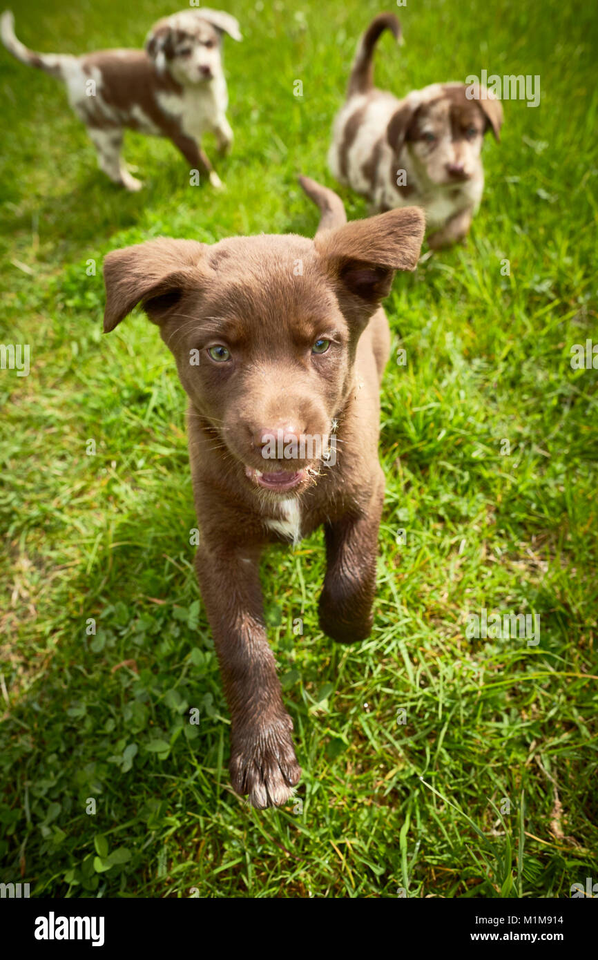 Mixed-razza cane. Tre cuccioli che corre verso la telecamera. Germania Foto Stock