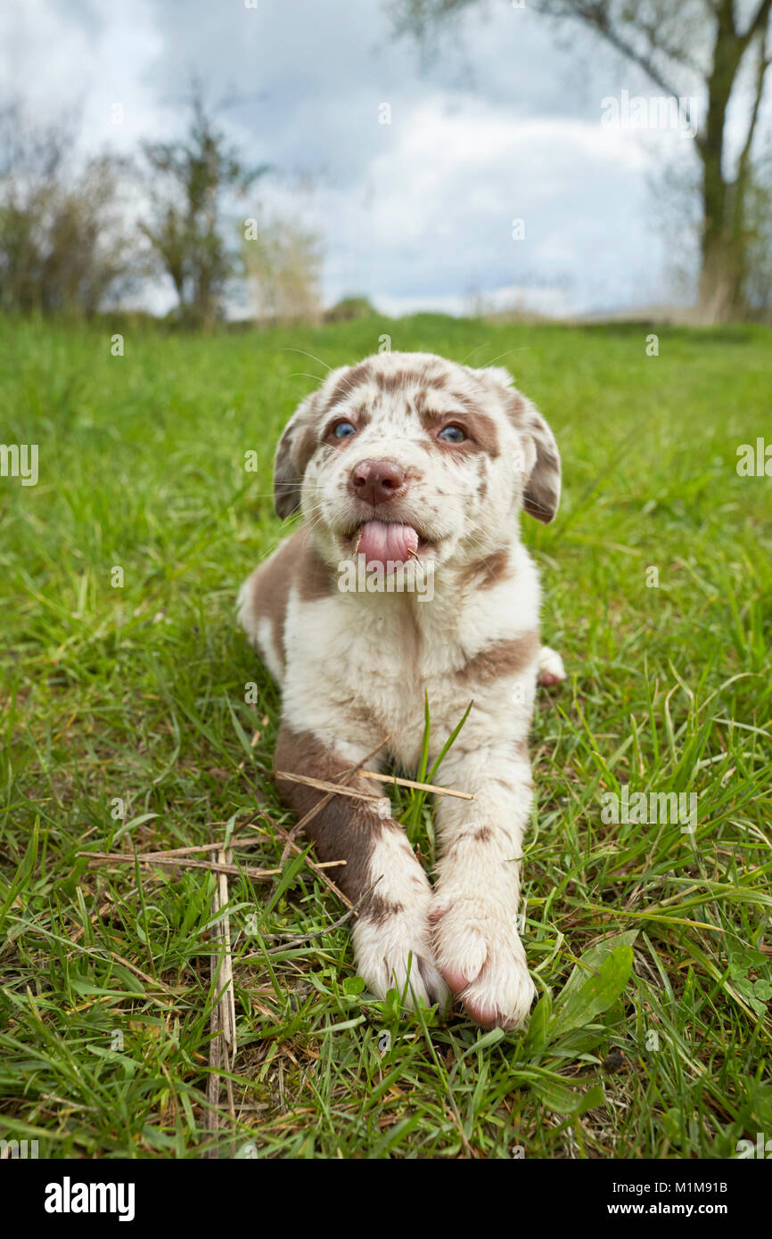 Mixed-razza cane. Cucciolo sdraiato su un prato, sporgenti dalla sua lingua. Germania Foto Stock