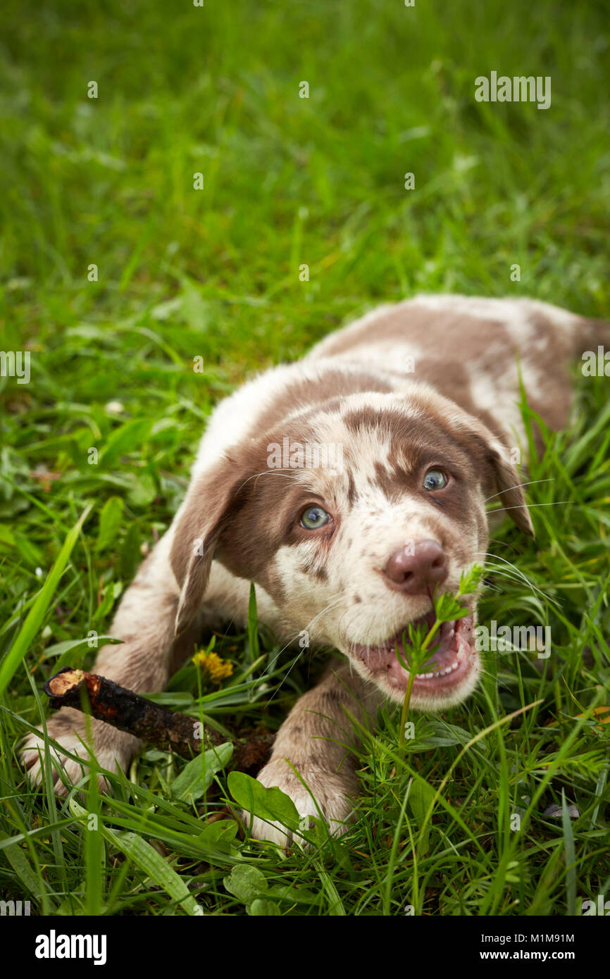 Mixed-razza cane. Puppy su un prato, giocando con un bastone. Germania Foto Stock