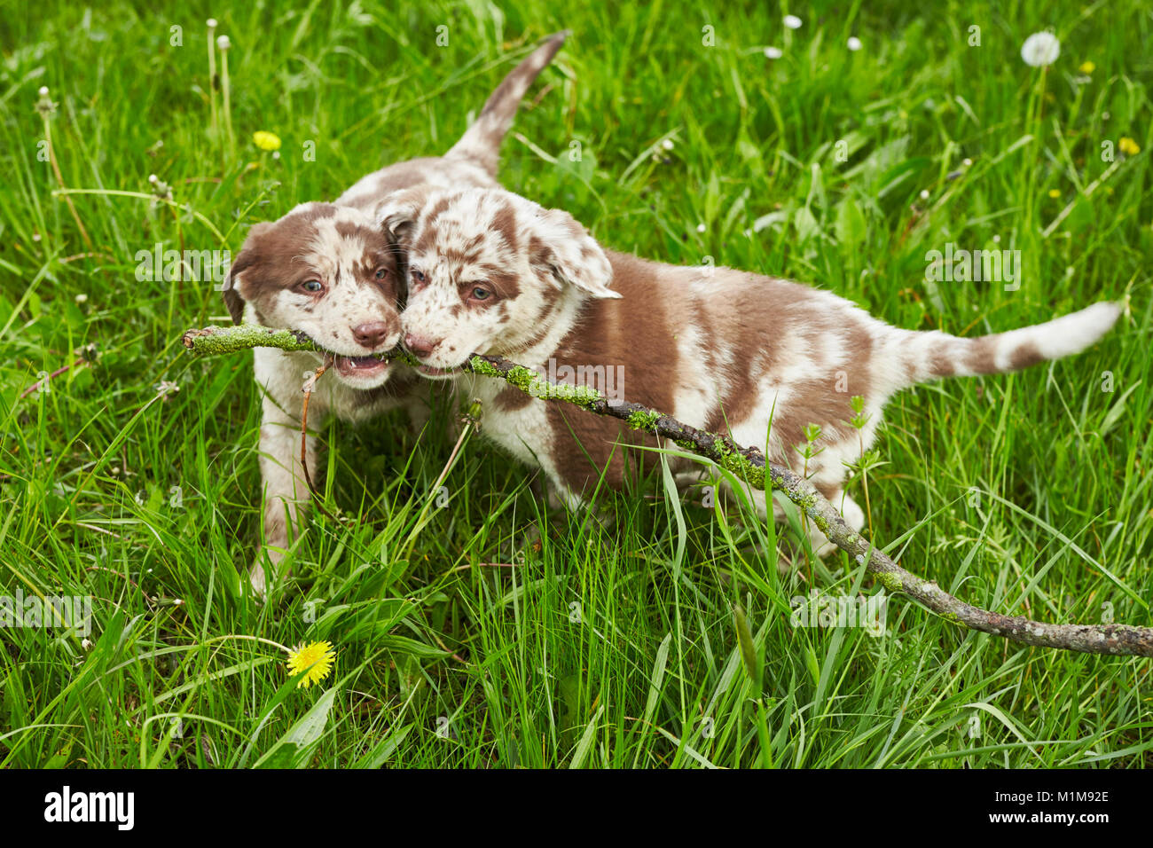 Mixed-razza cane. Due Cuccioli su un prato, giocando con un bastone. Germania Foto Stock