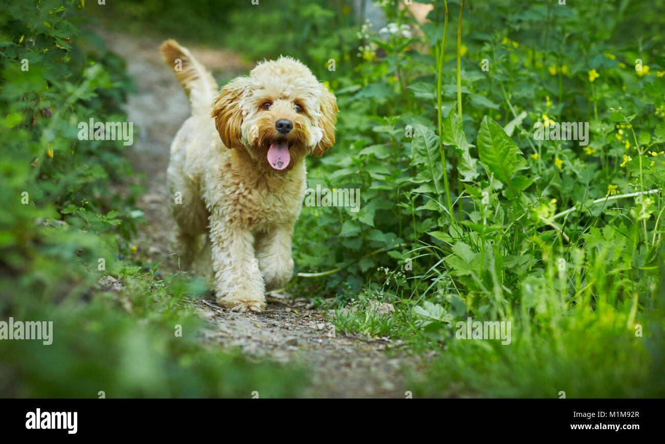 Labradoodle in miniatura. Adulto che cammina verso la telecamera. Germania Foto Stock