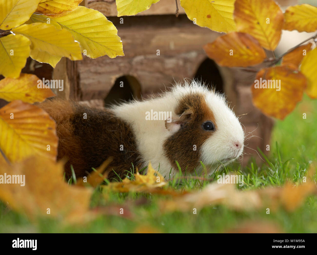 Rex Cavia accanto al suo ritiro, su di un prato in autunno. Germania.. Foto Stock