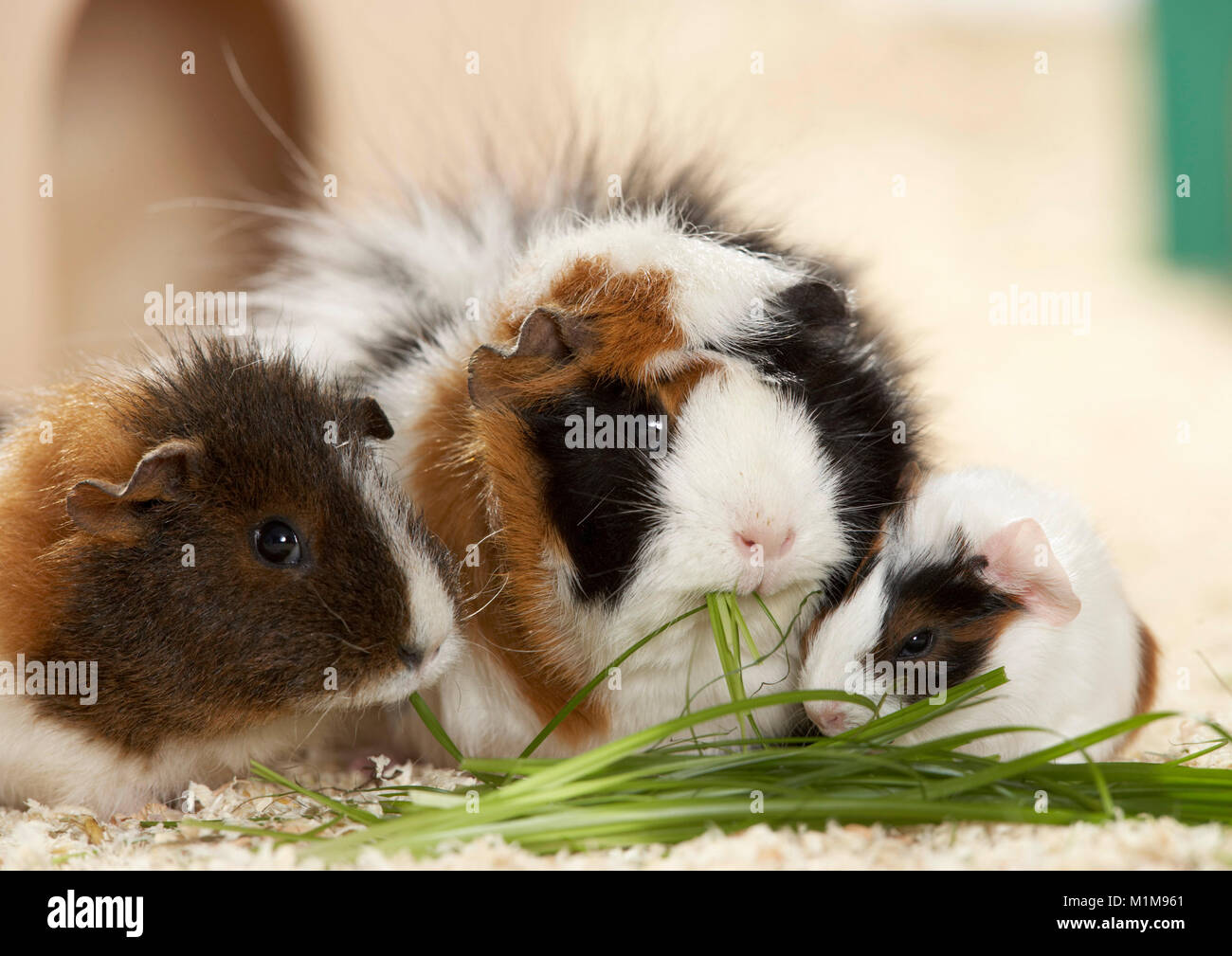 Rex di cavia. Madre con tre giorni di età giovane mangiare erba, accanto a un abissino di cavia. Germania Foto Stock