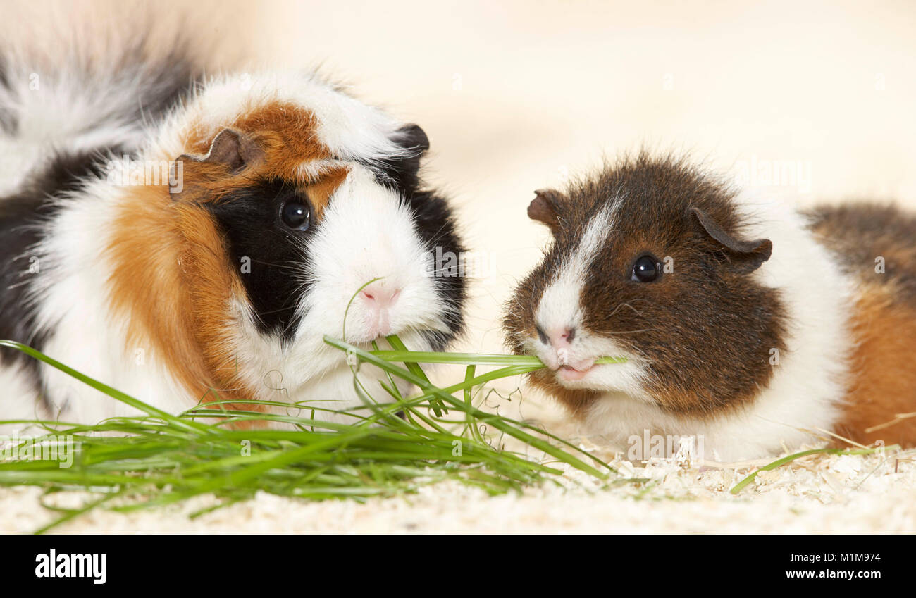 Abissino di cavia e Rex Cavia mangiare erba. Germania.. Foto Stock