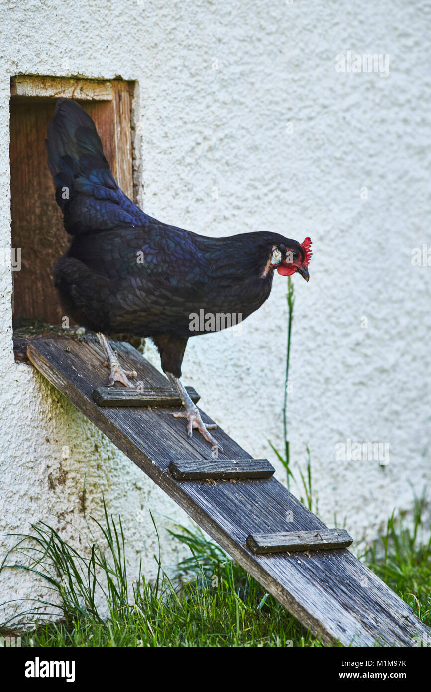 Augsburger pollo. Hen lasciando henhouse oltre un pollo-scala. Germania Foto Stock