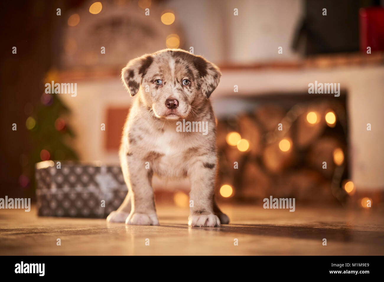 Mixed-razza cane. Puppy in piedi in un ambiente decorato per il Natale. Germania. Foto Stock