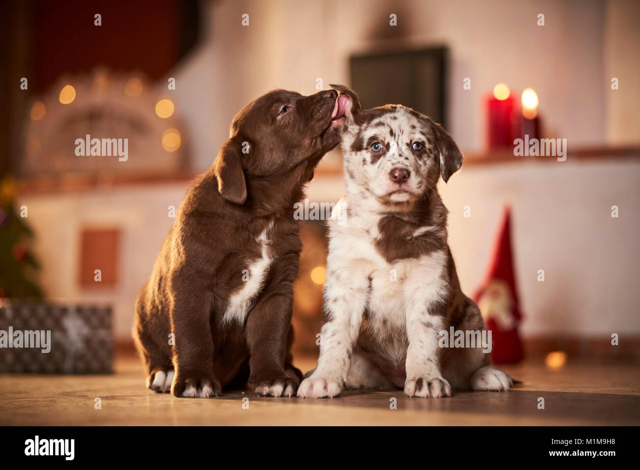 Mixed-razza cane. Due Cuccioli seduti in una sala decorata per Natale, una simpatia gli altri orecchio. Germania Foto Stock