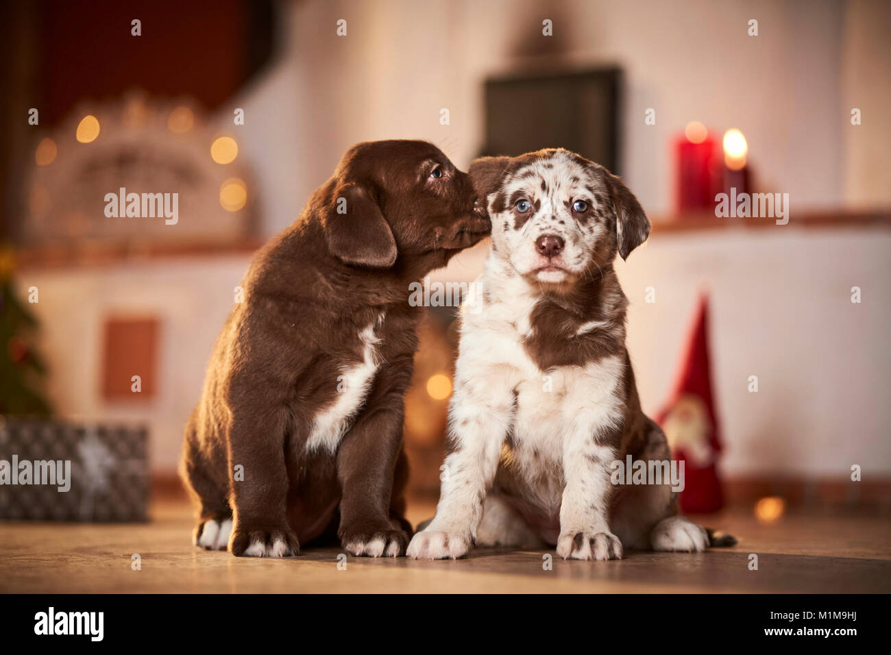 Mixed-razza cane. Due Cuccioli seduti in una sala decorata per Natale, uno sniffing all'altra. Germania Foto Stock