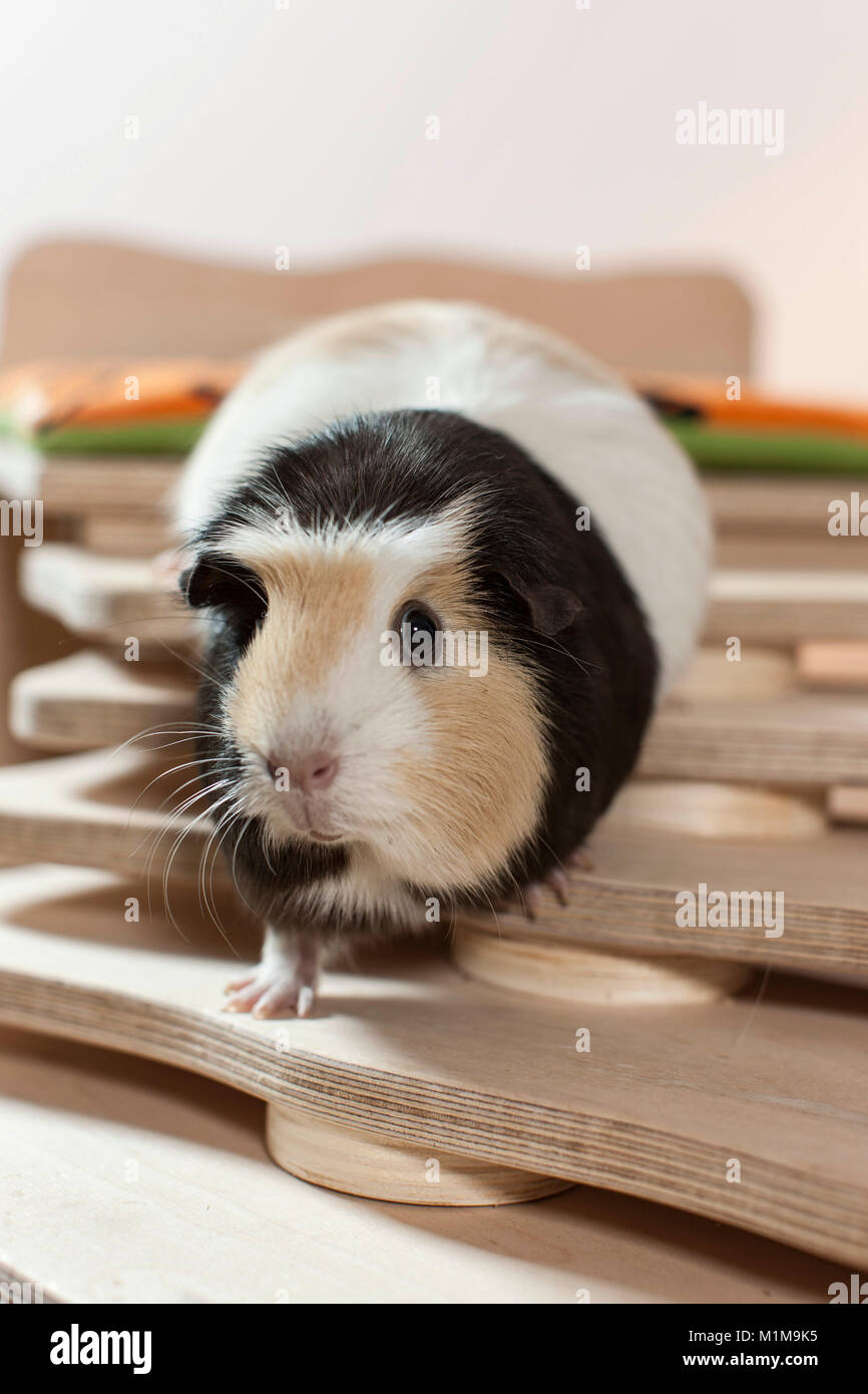 English Crested Cavia cavie, camminando su una scala selfmade. Germania Foto Stock