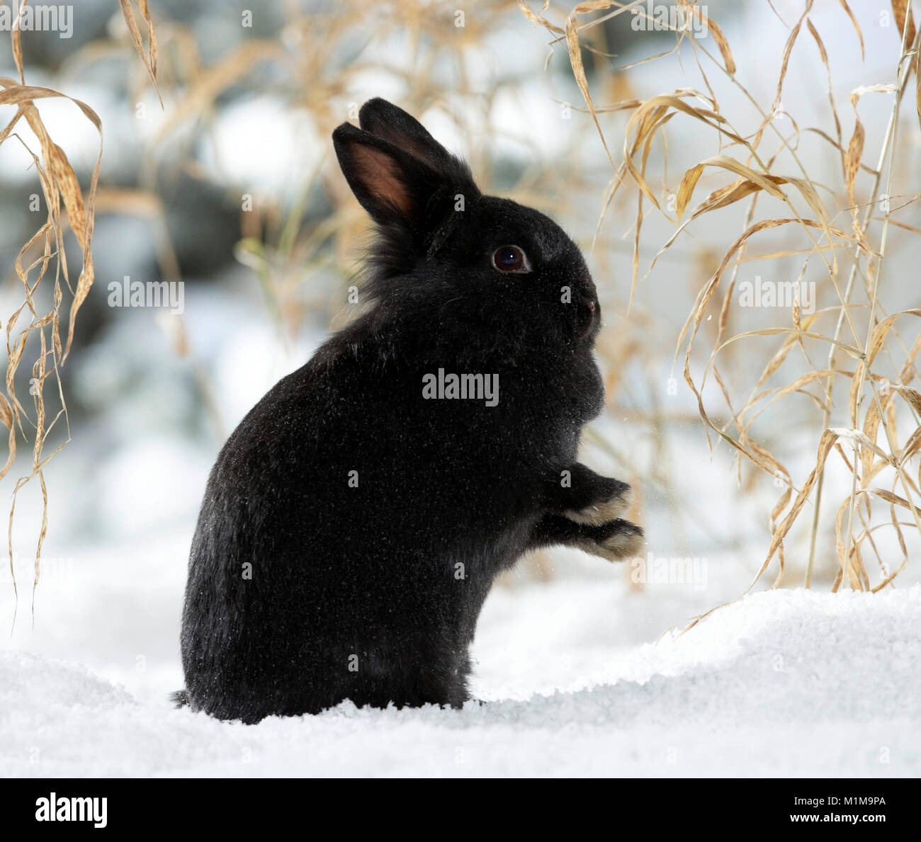Nero Netherland Dwarf Rabbit toelettatura stesso nella neve. Germania Foto Stock