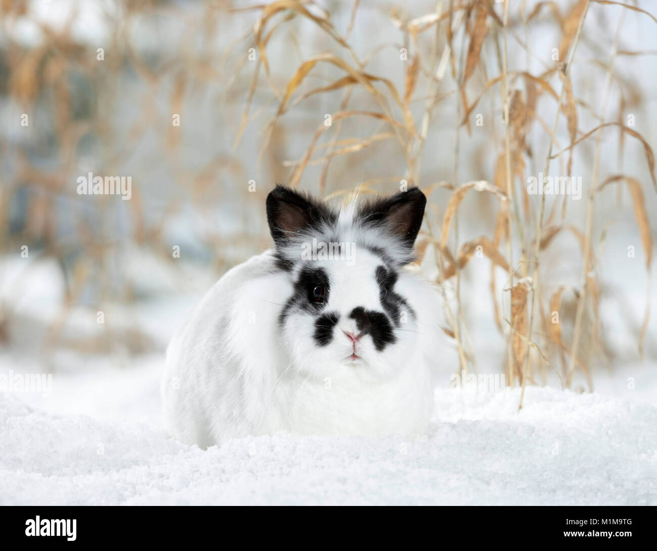 Netherland Dwarf Rabbit nella neve. Germania Foto Stock