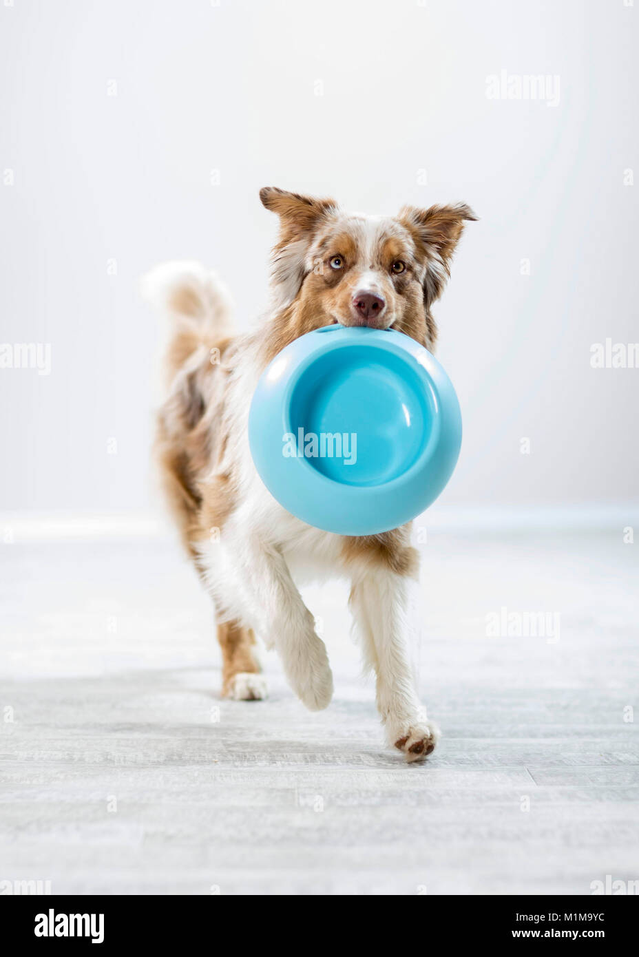 Australian Shepherd recupero la sua ciotola di cibo. Germania. Foto Stock