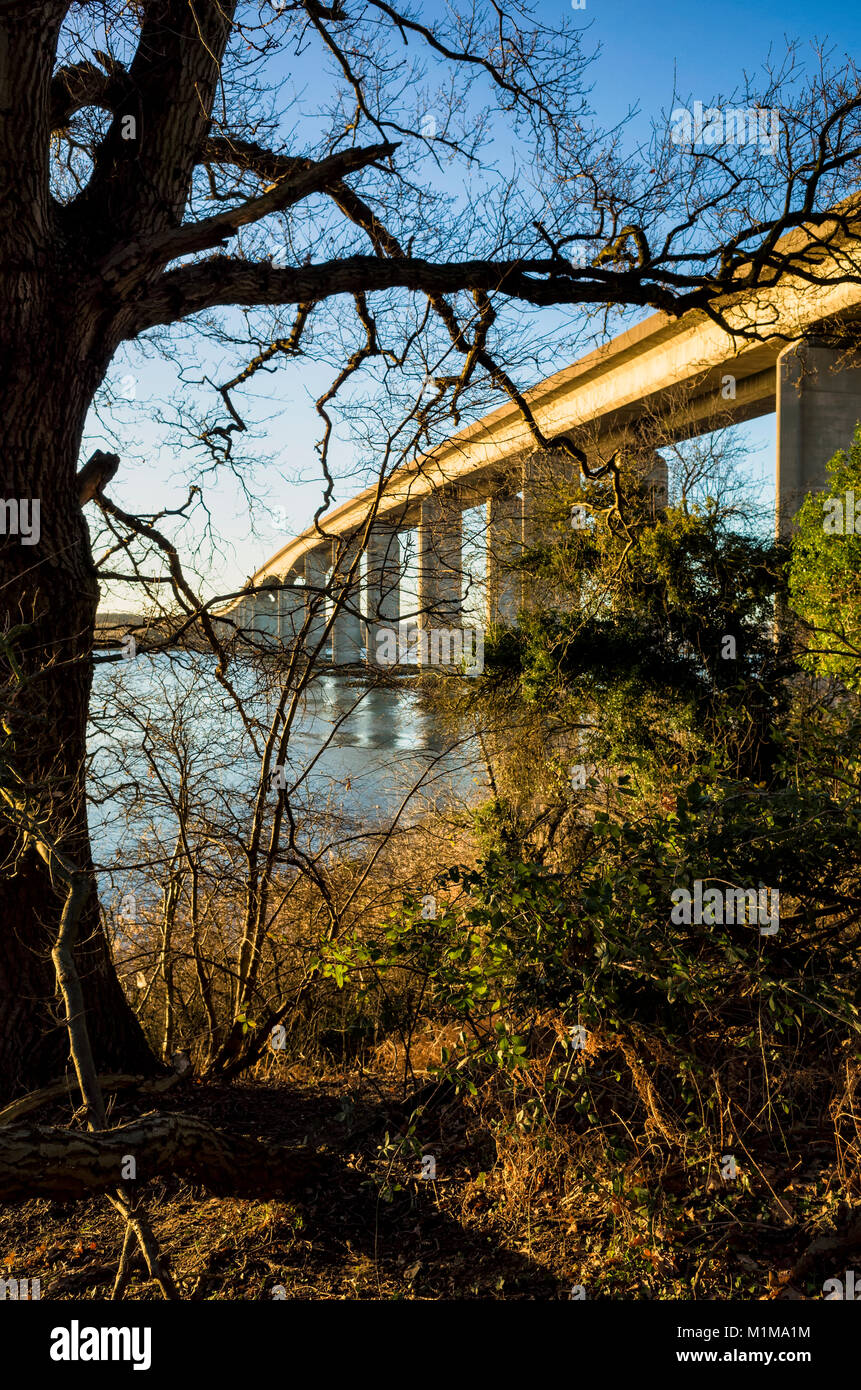 Visualizzazione verticale di Orwell Bridge cerca attraverso alberi e sottobosco. Si tratta di una luminosa giornata invernale e con il blu del cielo e la struttura ad albero ha sparso il suo fogliame. Fotografato nel tardo pomeriggio intorno al golden ora. Foto Stock