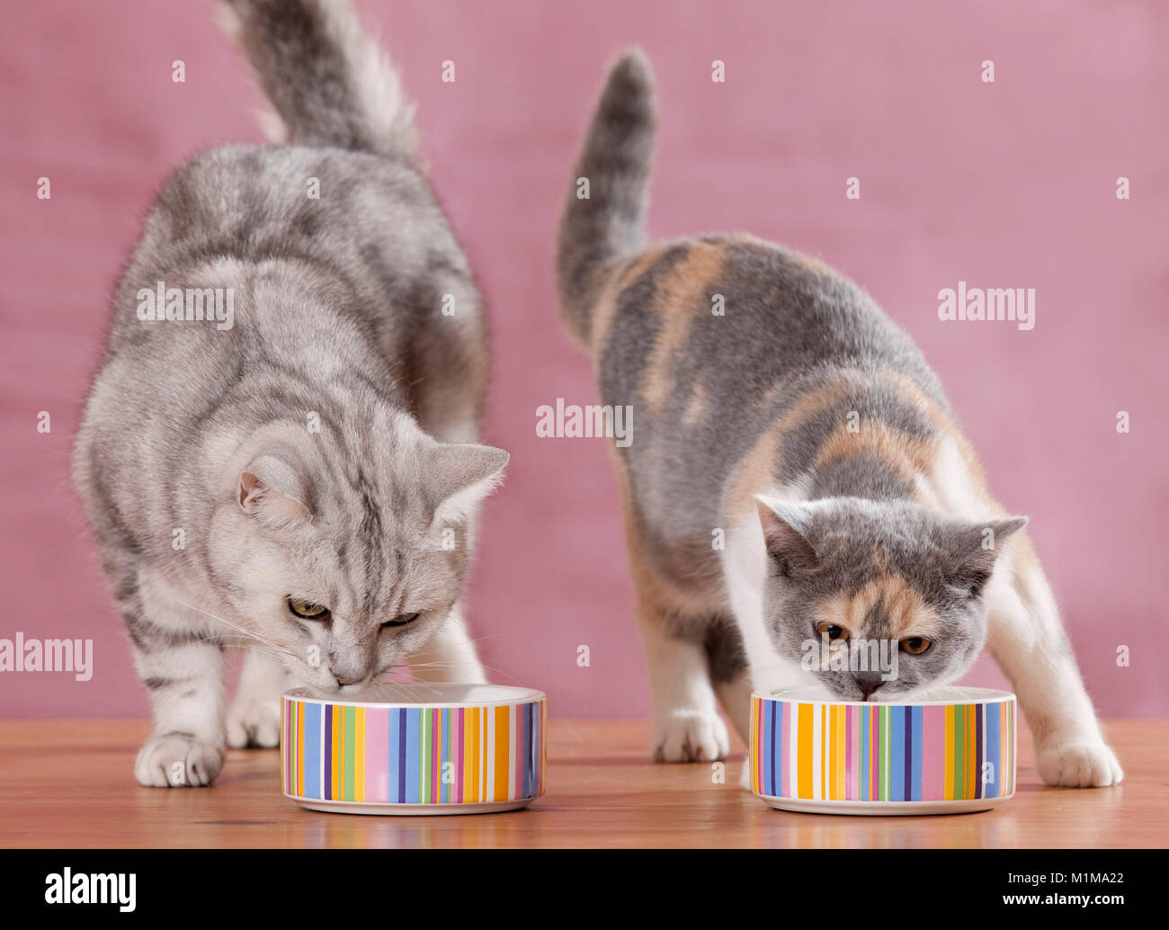 British Shorthair. Adulto e bambino gatto mangiare dal cibo multicolore bocce. Germania. Foto Stock