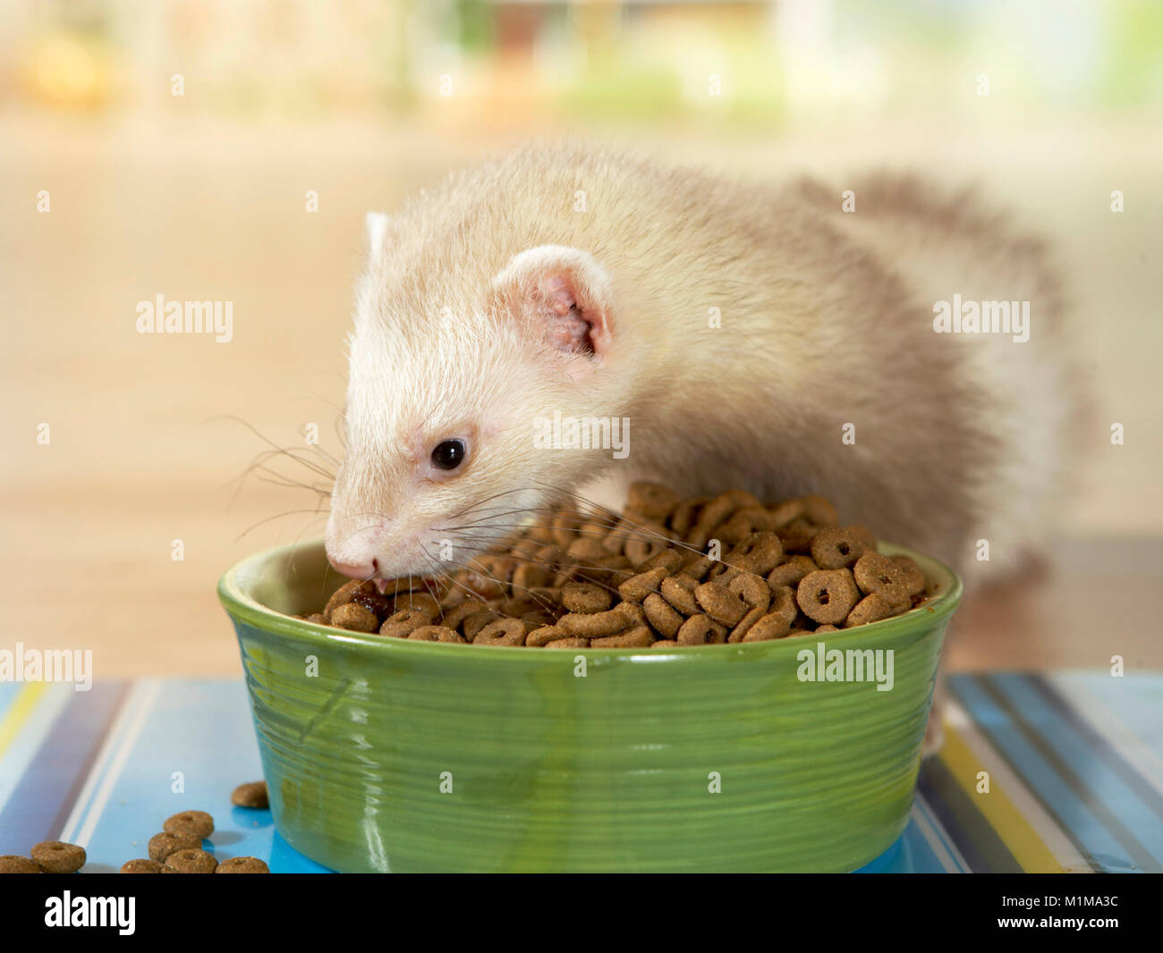 Ferret (Mustela putorius furo) secco mangiare alimenti completi da una ciotola di cibo. Germania Foto Stock