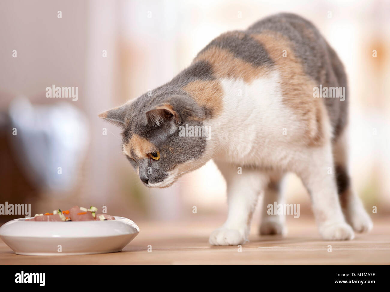 British Shorthair. Adulto esaminando la carne cruda e verdure (BARF) nella sua ciotola di cibo. Germania Foto Stock